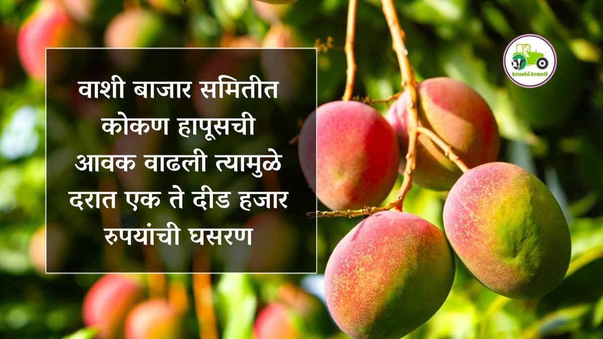 वाशी बाजार समितीत कोकण हापूसची आवक वाढली त्यामुळे दरात एक ते दीड हजार रुपयांची घसरण