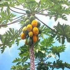 पपई विकणे आहे 