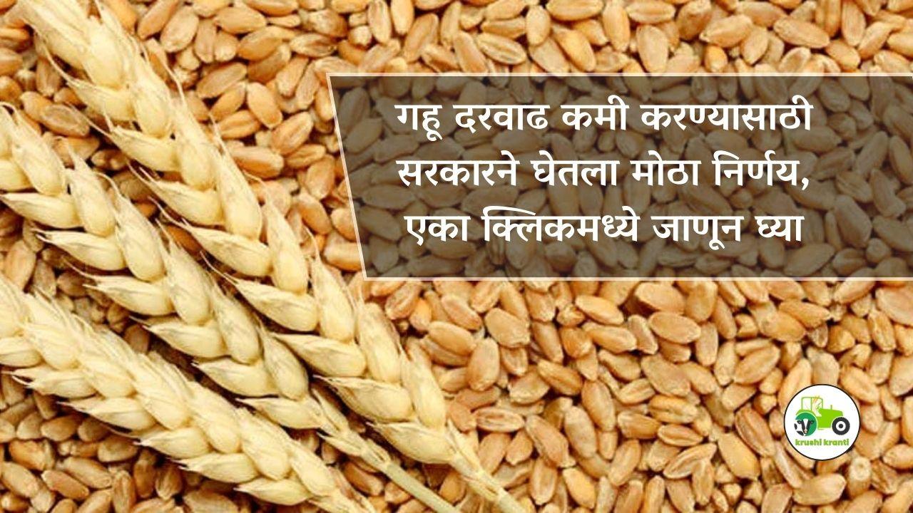 गहू दरवाढ कमी करण्यासाठी सरकारने घेतला मोठा निर्णय