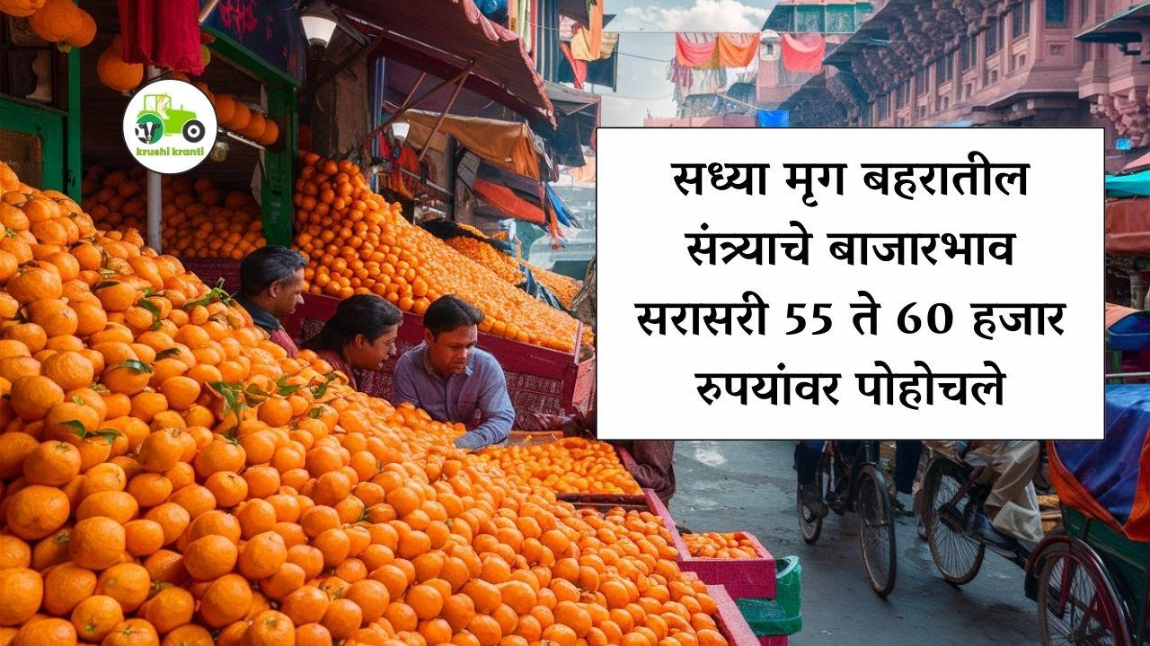 सध्या मृग बहरातील संत्र्याचे बाजारभाव सरासरी 55 ते 60 हजार रुपयांवर पोहोचले 