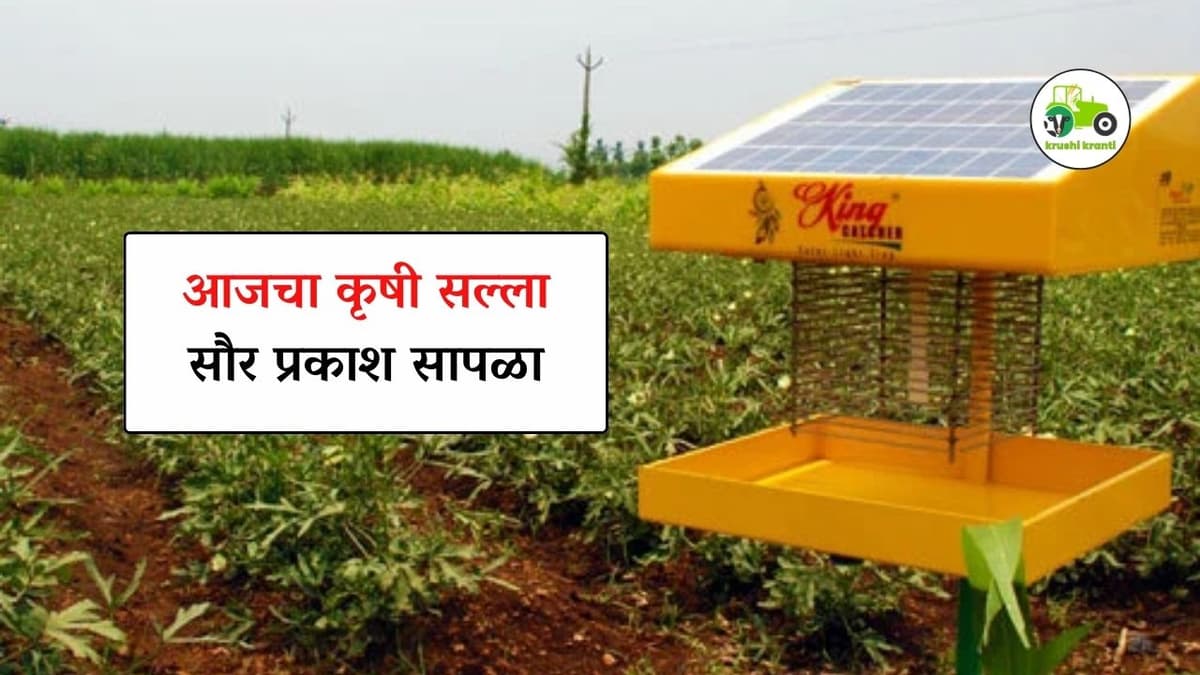 आजचा कृषी सल्ला : सौर प्रकाश सापळा