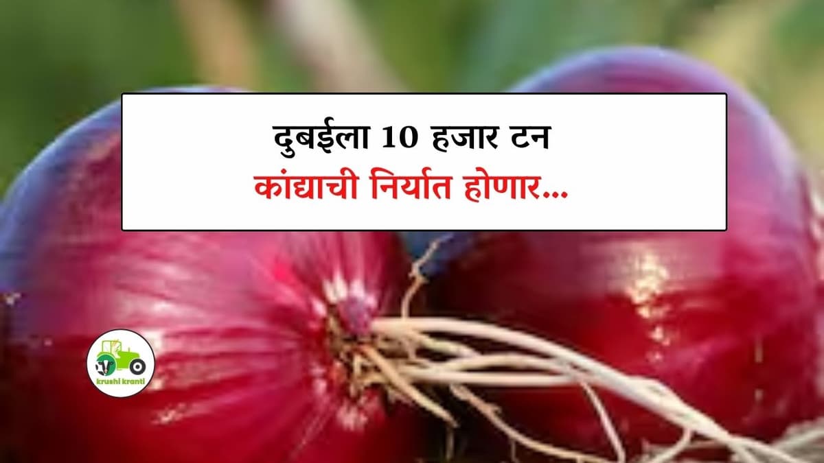 दुबईला होणार 10 हजार टन कांद्याची निर्यात होणार… 