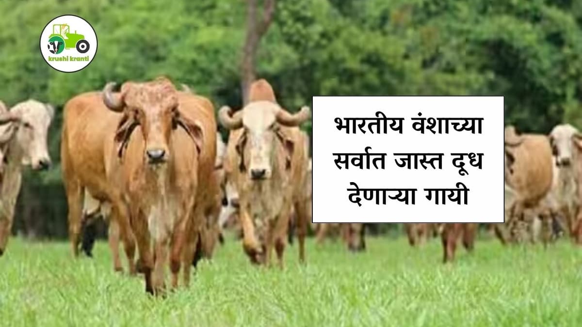 भारतीय वंशाच्या सर्वात जास्त दूध देणाऱ्या गायी 