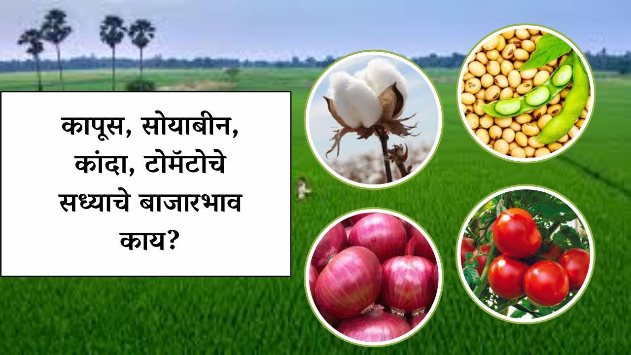 कापसाच्या दरात चढ-उतार सुरूच; कापूस, सोयाबीन, कांदा, टोमॅटोचे सध्याचे बाजारभाव काय?