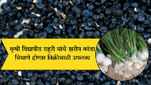 कृषी विद्यापीठ राहुरी यांचे खरीप कांदा बियाणे होणार विक्रीसाठी उपलब्ध