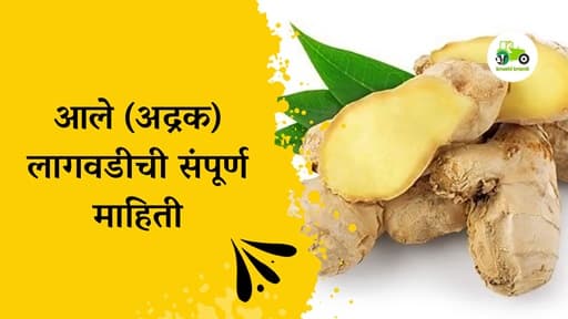 आले (अद्रक) लागवडीची संपूर्ण माहिती