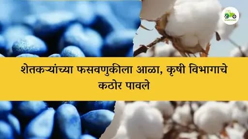 शेतकऱ्यांच्या फसवणुकीला आळा, कृषी विभागाचे कठोर पावले कापूस बियाणे विक्रीत पारदर्शकता आणण्यासाठी