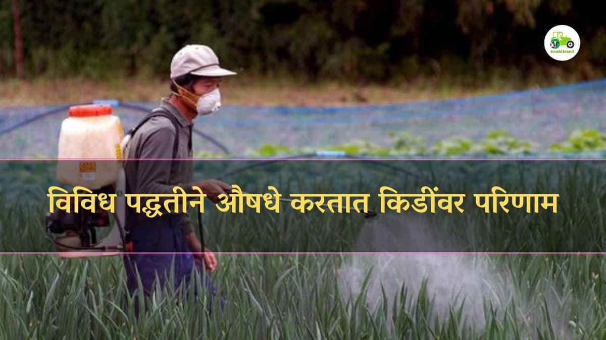 विविध पद्धतीने औषधे करतात किडींवर परिणाम