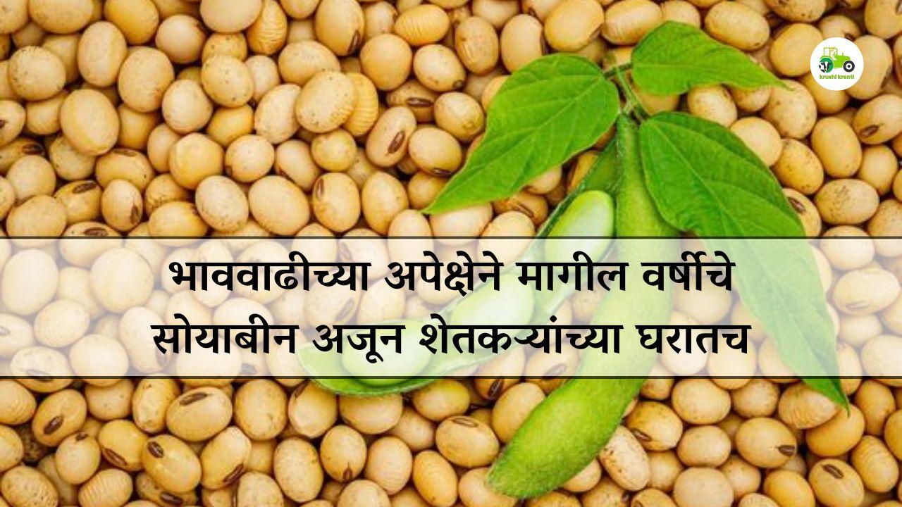 भाववाढीच्या अपेक्षेने मागील वर्षीचे सोयाबीन अजून शेतकऱ्यांच्या घरातच