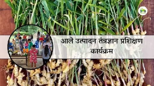आले उत्पादन तंत्रज्ञान प्रशिक्षण कार्यक्रम