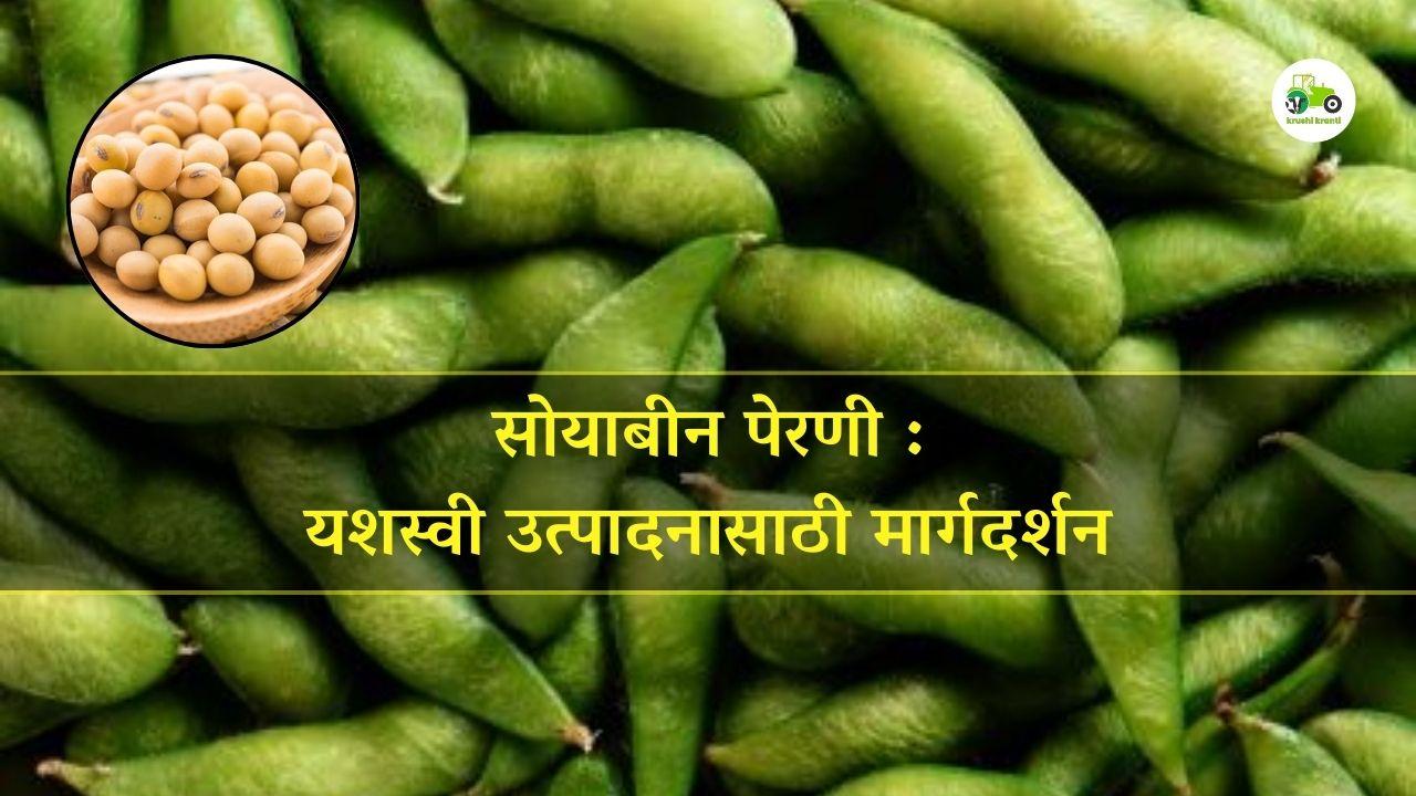 सोयाबीन पेरणी: यशस्वी उत्पादनासाठी मार्गदर्शन