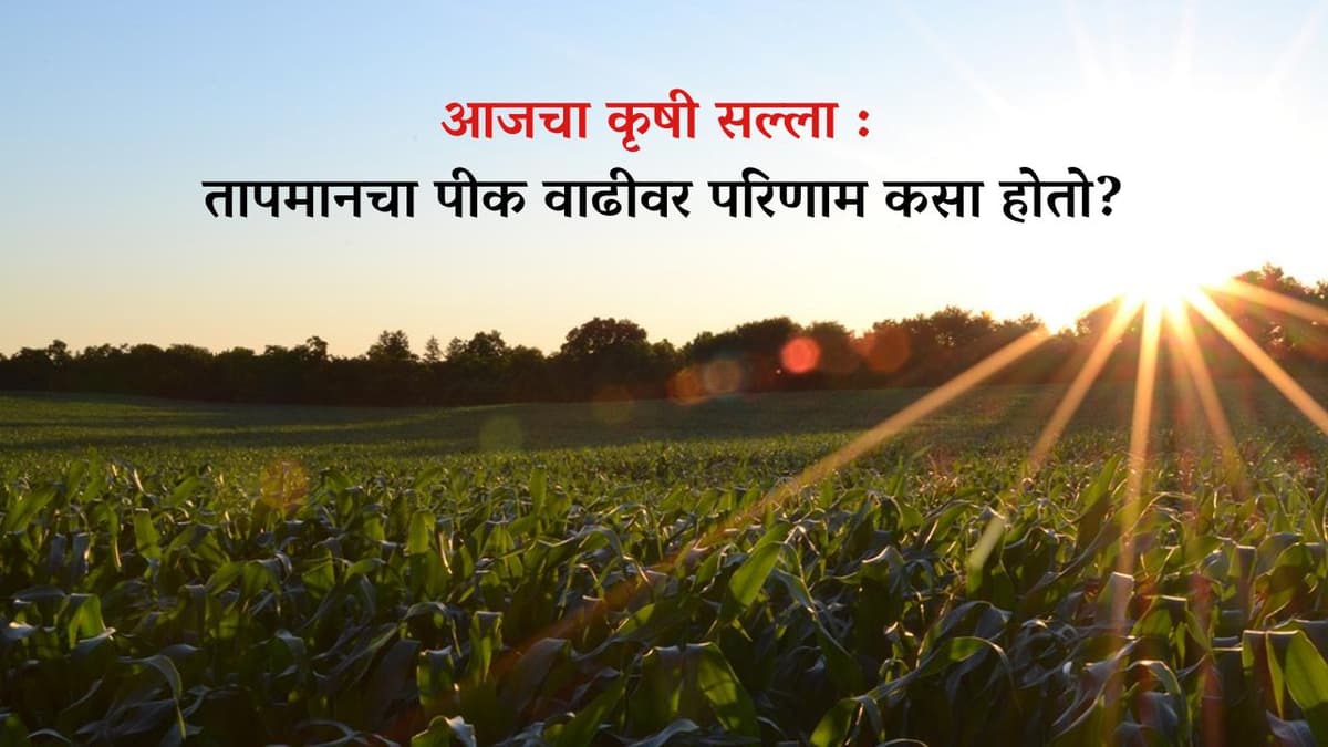 तापमानचा पीक वाढीवर परिणाम कसा होतो?