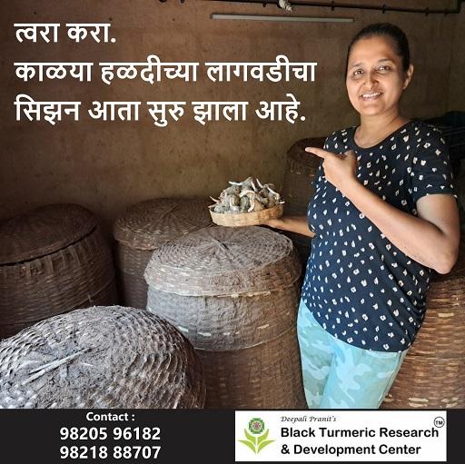 दुर्मिळ काळ्या हळदीचे ओरिजिनल बियाणे उपलब्ध