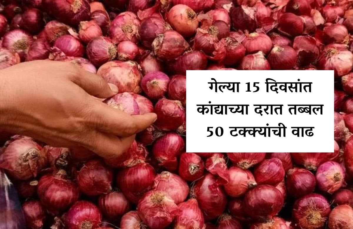 गेल्या 15 दिवसांत कांद्याच्या दरात तब्बल 50 टक्क्यांची वाढ