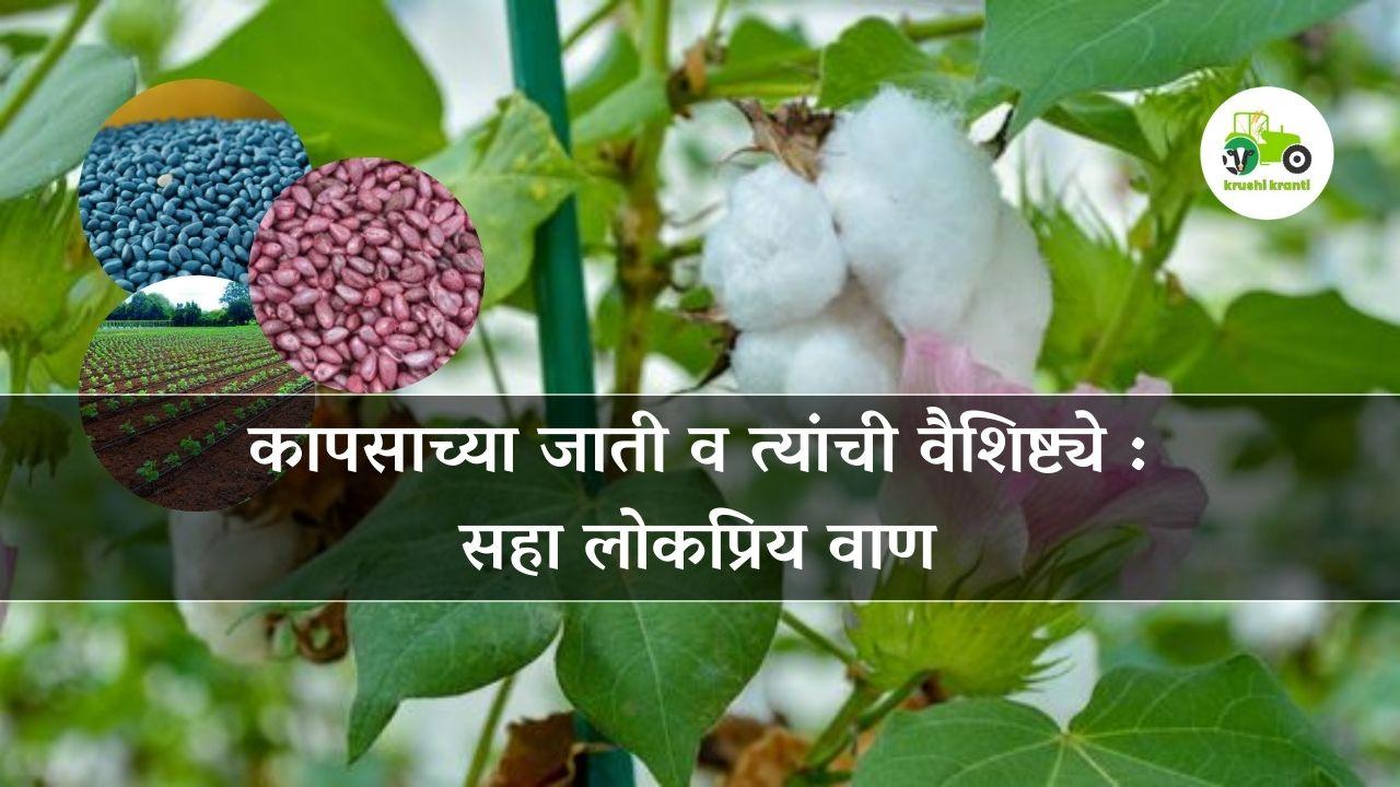 कापसाच्या जाती व त्यांची वैशिष्ट्ये : सहा लोकप्रिय वाण