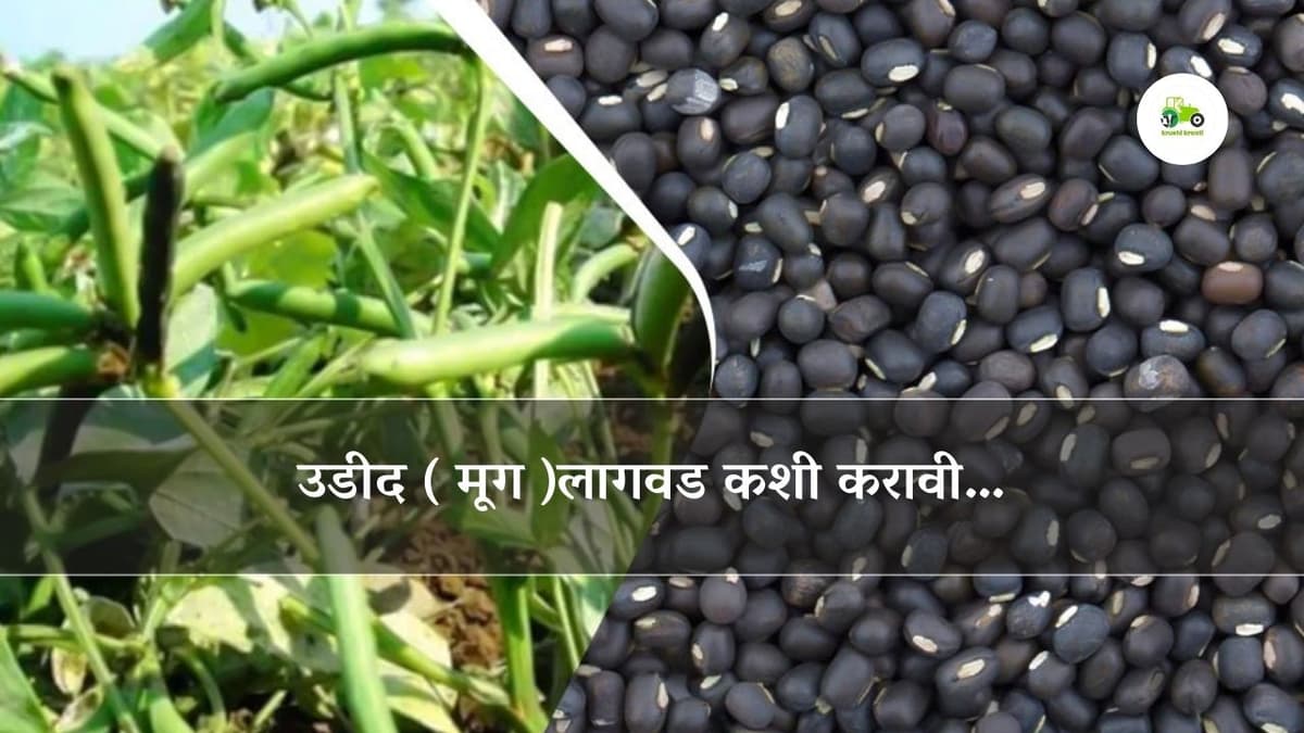 उडीद(मूग)लागवड कशी करावी…