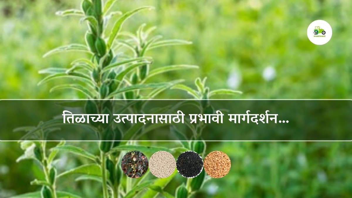 तिळाच्या उत्पादनासाठी प्रभावी मार्गदर्शन…