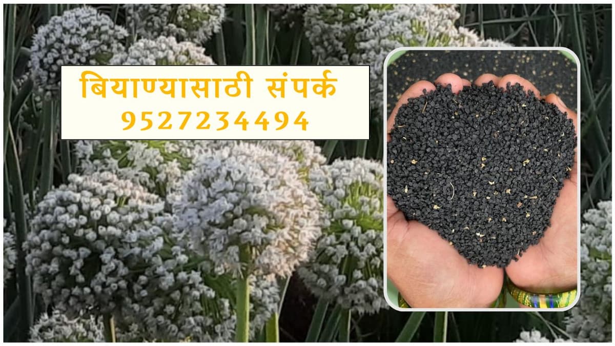 खरीप ( पावसाळी ) हंगामासाठी 75 ते 85 दिवसात तयार होणारे कांद्याचे दर्जेदार बियाणे मिळेल