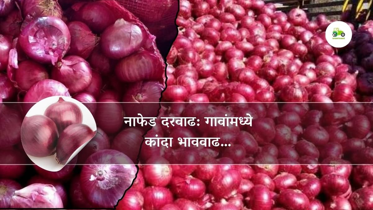 नाफेड दरवाढ: गावांमध्ये कांदा भाववाढ…