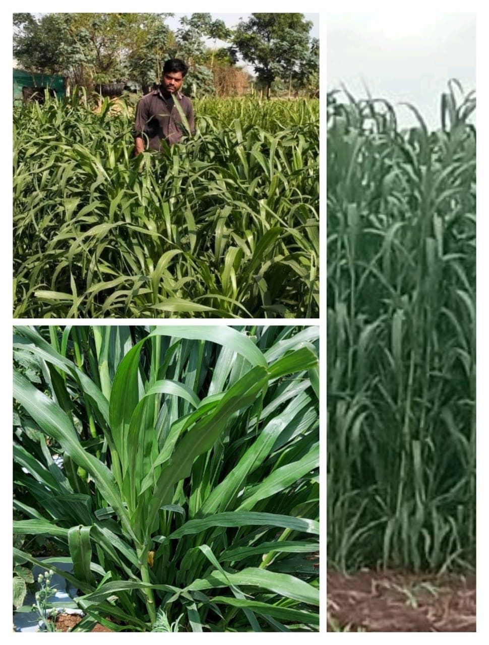 मॅक्सिम बाजरा नंबर १ चारा बियाणे उपलब्ध