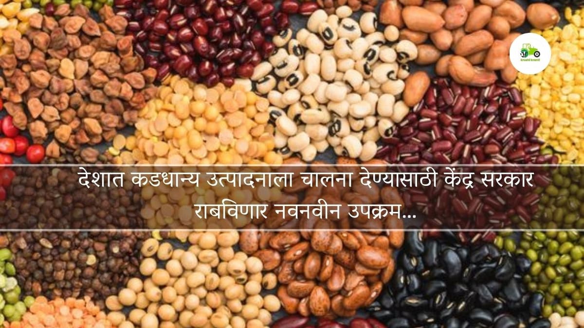 देशात कडधान्य उत्पादनाला चालना देण्यासाठी केंद्र सरकार राबविणार नवनवीन उपक्रम…