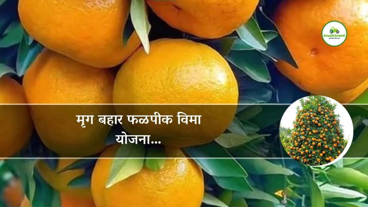 मृग बहार फळपीक विमा योजना…