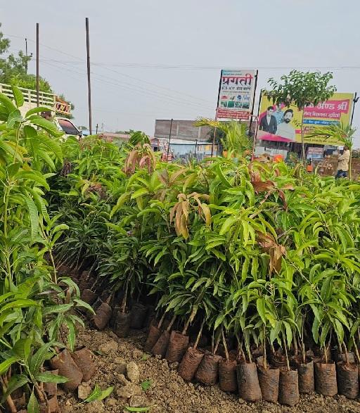 शासनमान्य प्रगती हायटेक नर्सरी