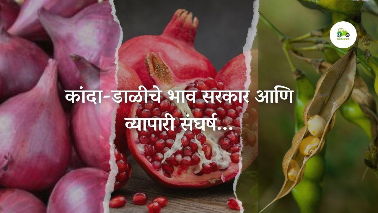 यंदा कांद्याची लागवड मागच्या वर्षीच्या तुलनेत वाढण्याचा अंदाज आहे. 