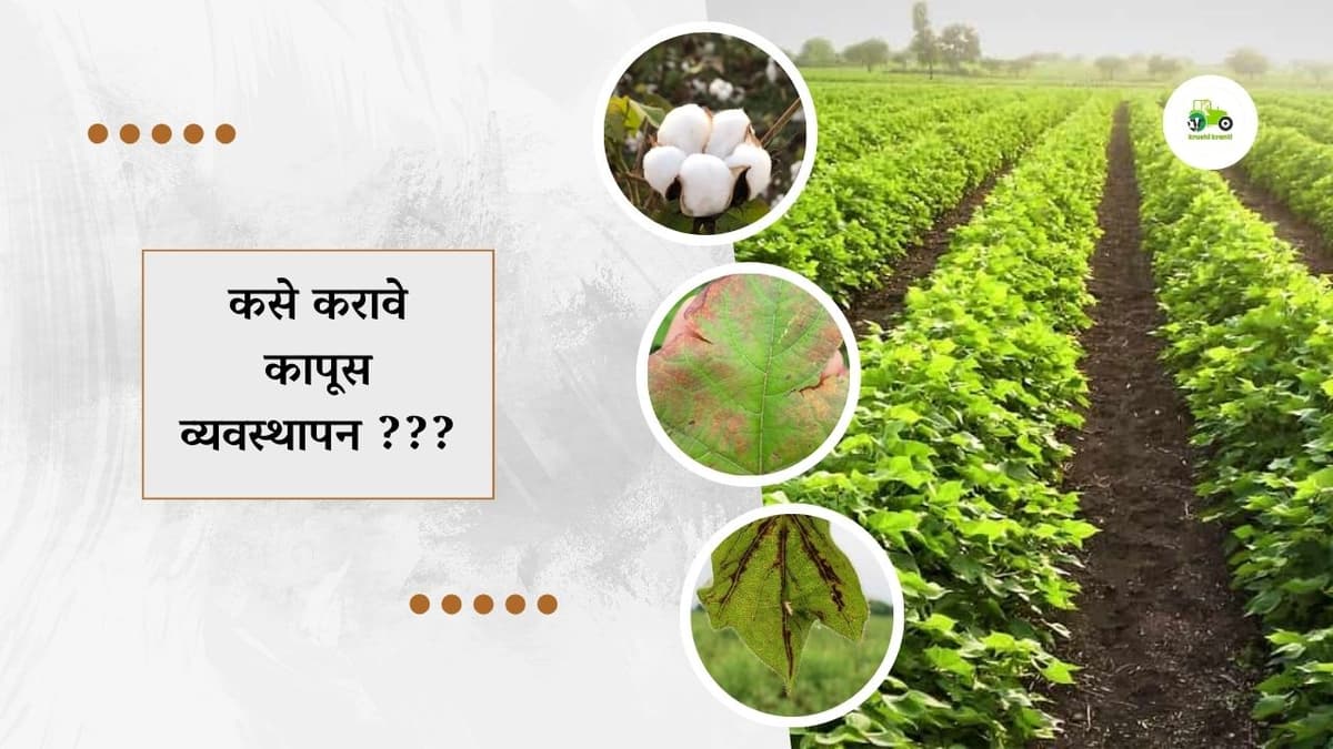 कसे करावे कापूस व्यवस्थापन ???