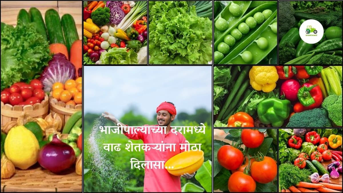 भाजीपाल्याच्या दरामध्ये वाढ शेतकऱ्यांना मोठा दिलासा…