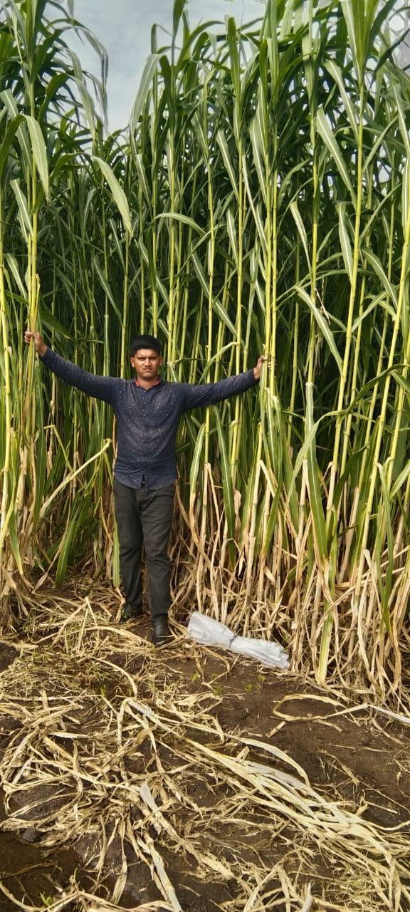मका ला पर्याय मका क्रॉसिंग नेपियर 75% मका 25% ऊस
