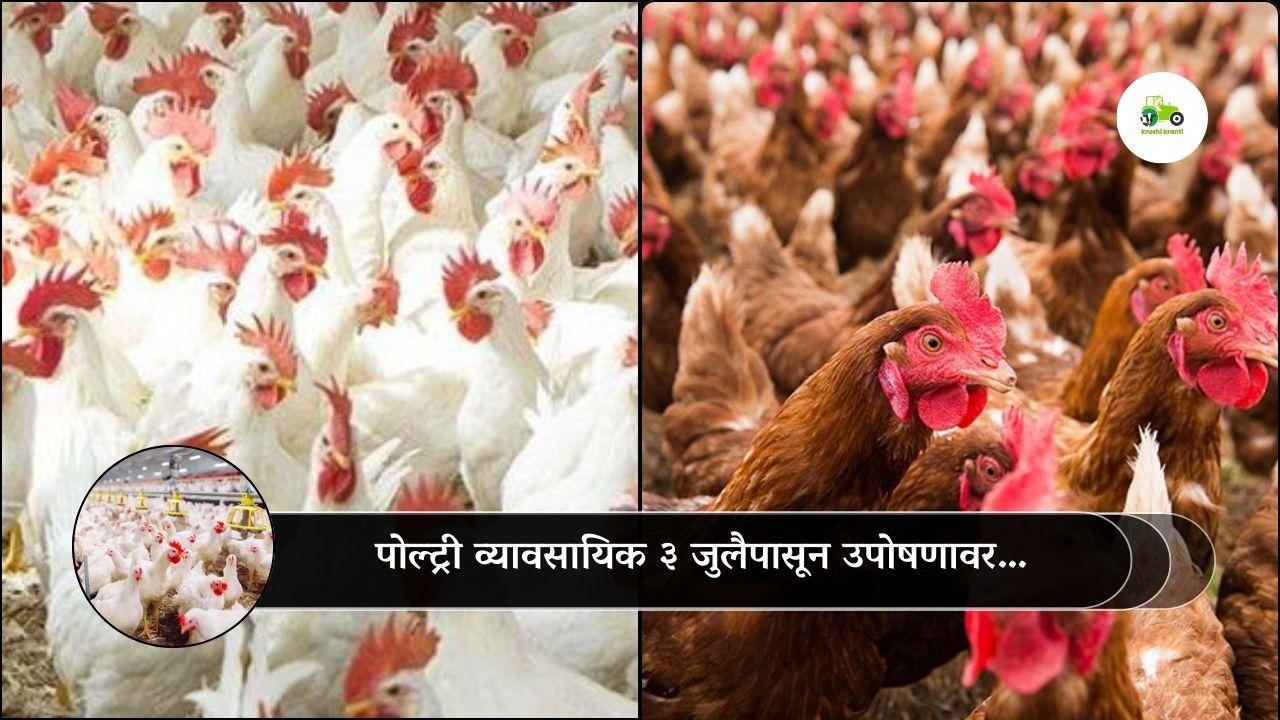 पोल्ट्री व्यावसायिक ३ जुलैपासून उपोषणावर…