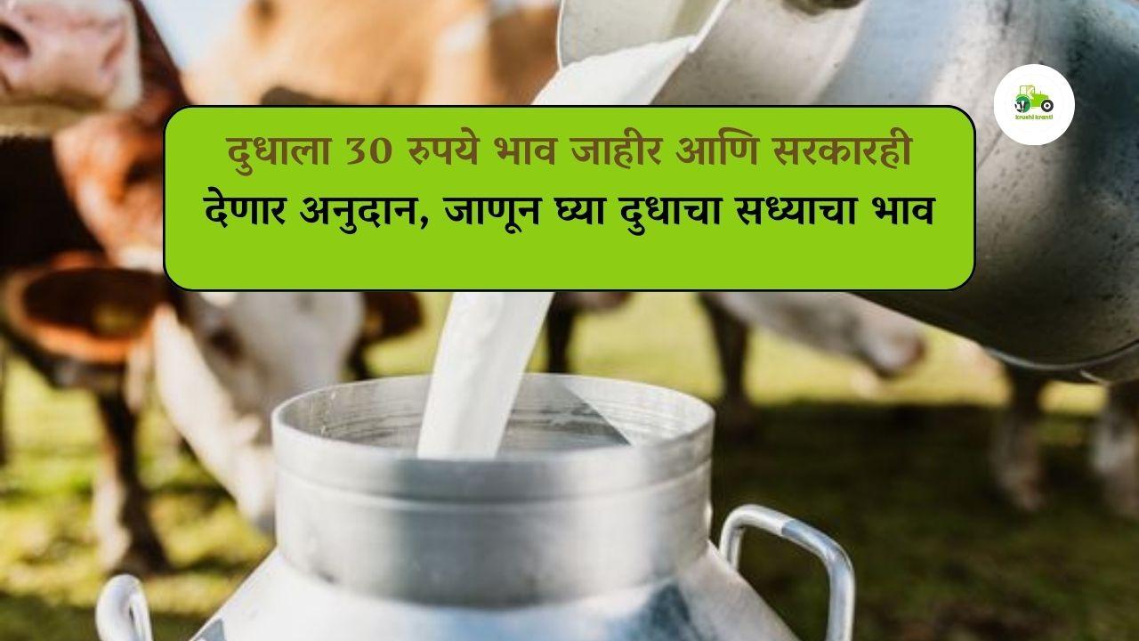 दुधाला 30 रुपये भाव जाहीर आणि सरकारही देणार अनुदान, जाणून घ्या दुधाचा सध्याचा भाव 
