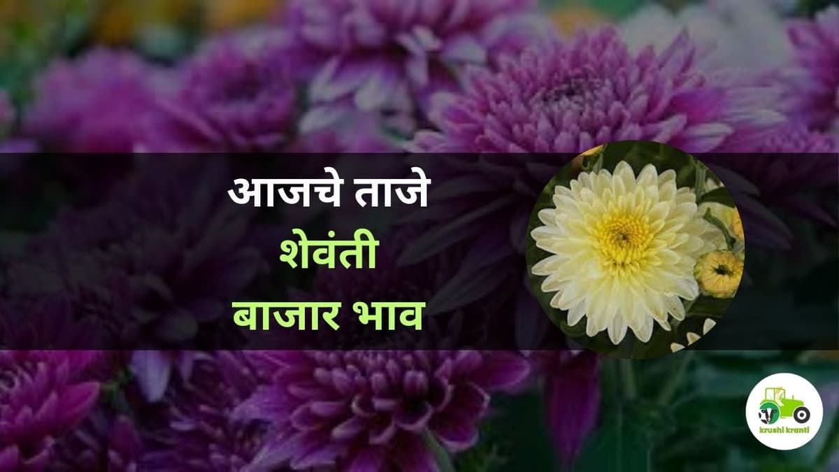 आजचे शेवंती बाजारभाव