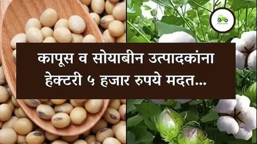 कापूस व सोयाबीन उत्पादकांना हेक्टरी ५ हजार रुपये मदत…