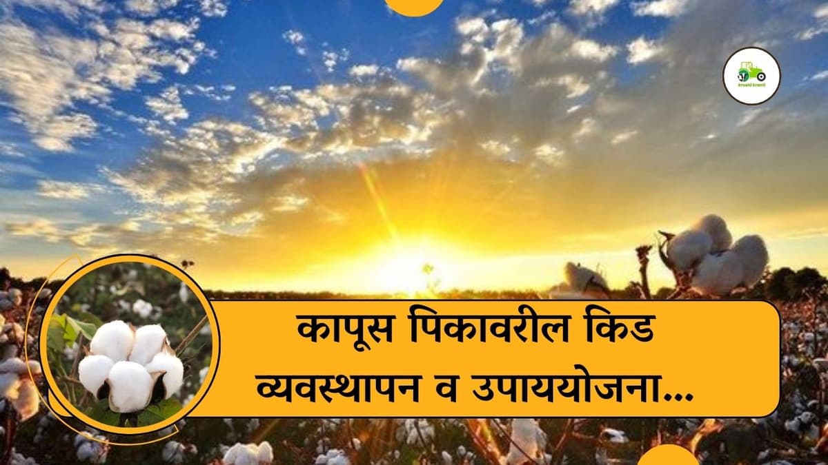 कापूस पिकावरील किड व्यवस्थापन व उपाययोजना…