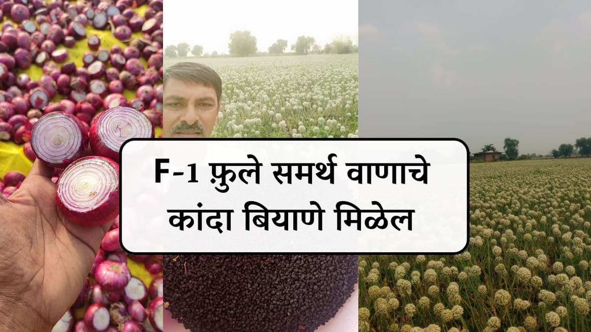 F-1 फ़ुले समर्थ वाणाचे कांदा बियाणे मिळेल