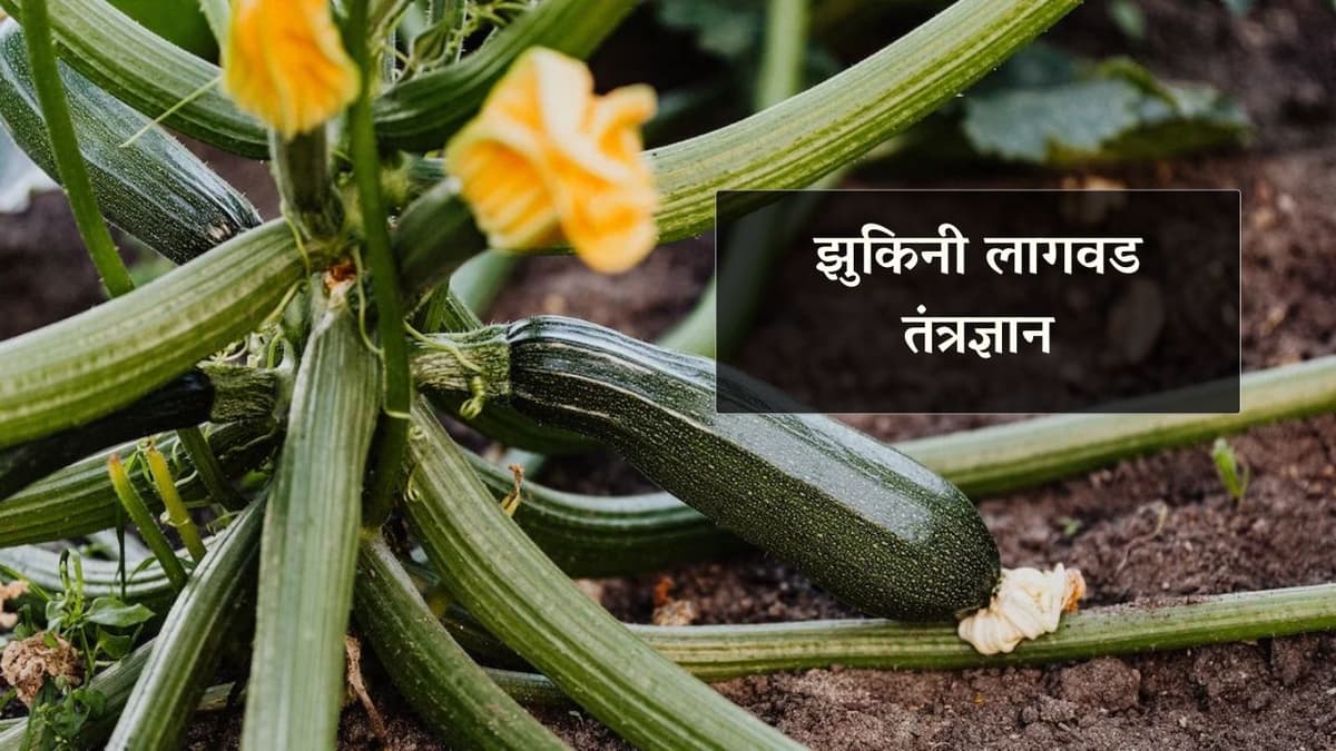 झुकिनी लागवड तंत्रज्ञान