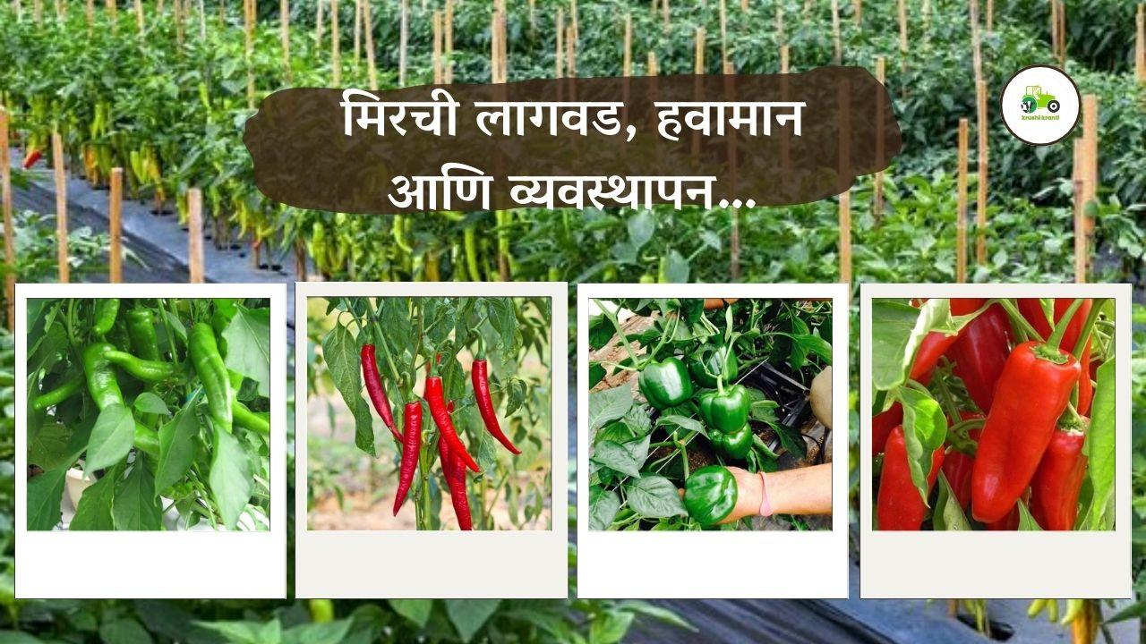मिरची लागवड, हवामान आणि व्यवस्थापन…