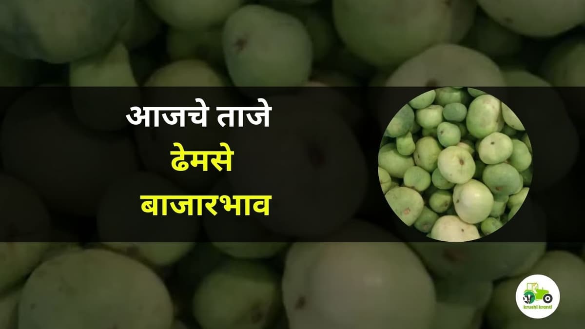 आजचे ढेमसे बाजारभाव