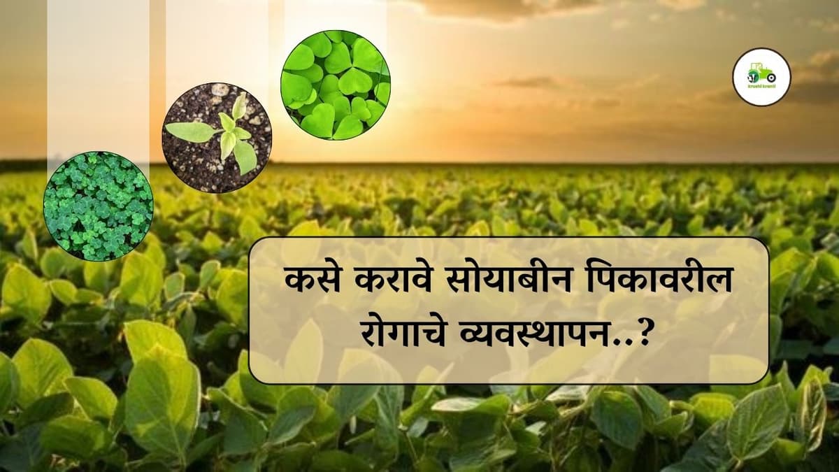 सोयाबीन पिकावरील रोगाचे व्यवस्थापन कसे करावे?