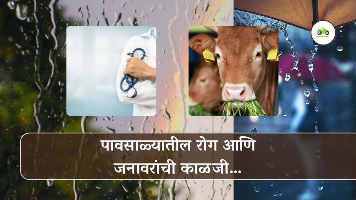 पावसाळ्यातील रोग आणि जनावरांची काळजी…