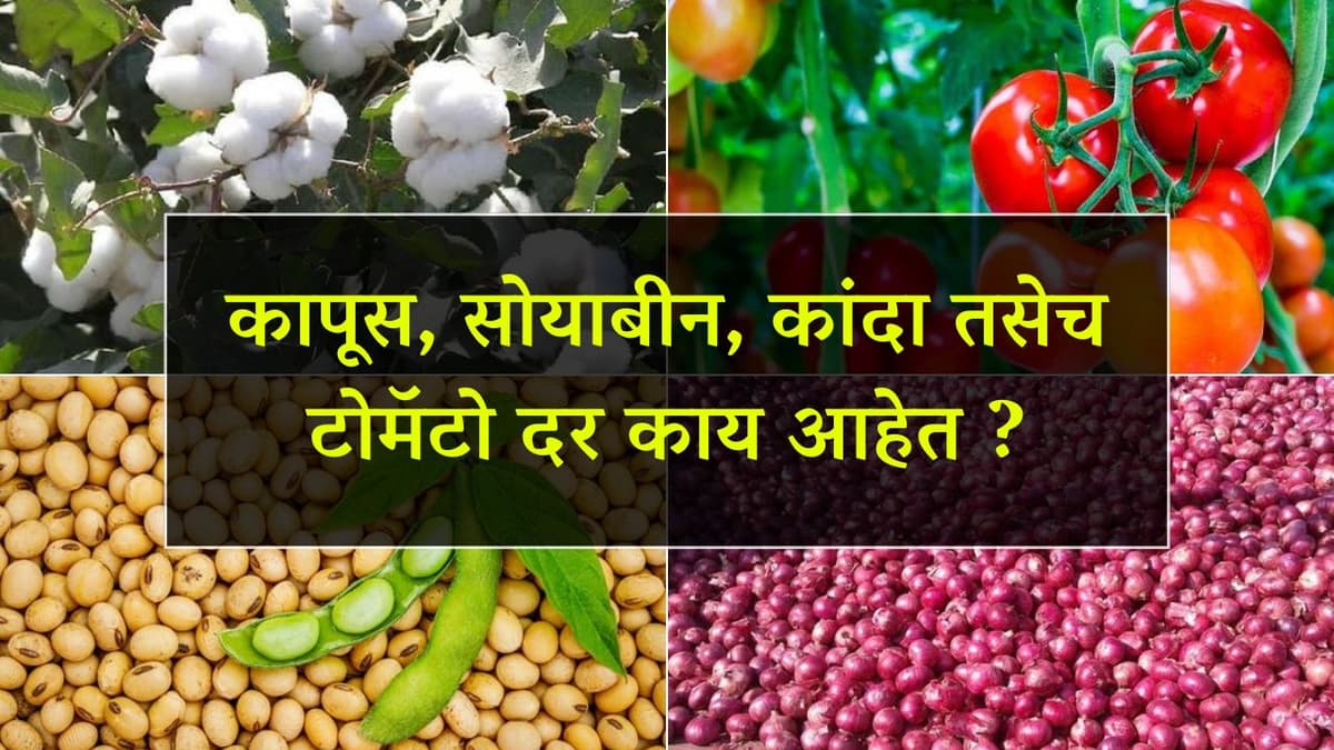 सोयाबीनमध्ये काहीसे चढ उतार; कापूस, सोयाबीन, कांदा तसेच टोमॅटो दर काय आहेत ?