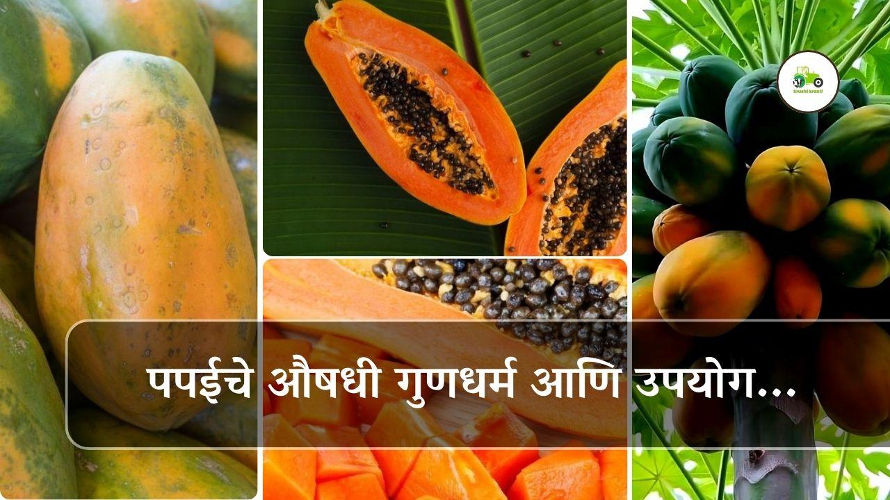 पपईचे औषधी गुणधर्म आणि उपयोग...
