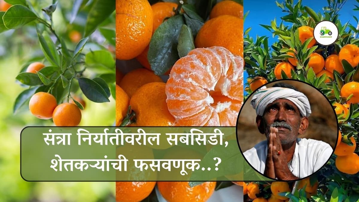 संत्रा निर्यातीचा शेतकऱ्यांपेक्षा निर्यातदारांनाच जास्त फायदा 