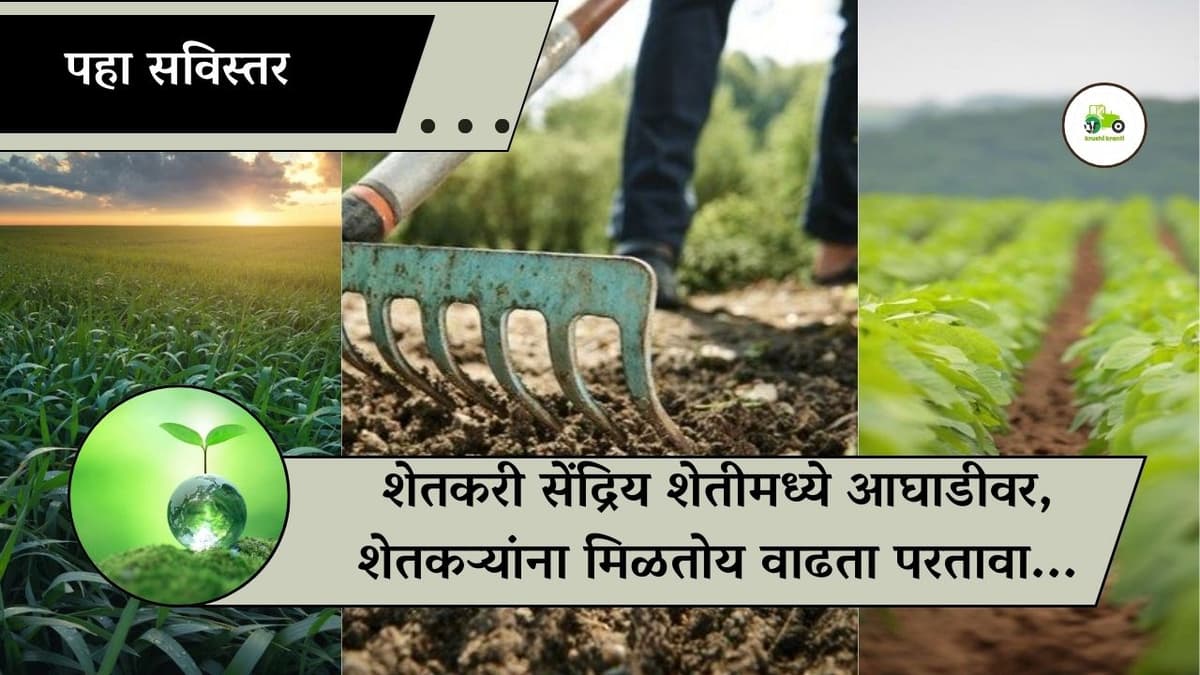 विषमुक्त सेंद्रिय भाजीपाला उत्पादनात झाली वाढ; मागणीनुसार घरोघरी विक्री करून शेतकरी मिळवताहेत अधिकचा नफा