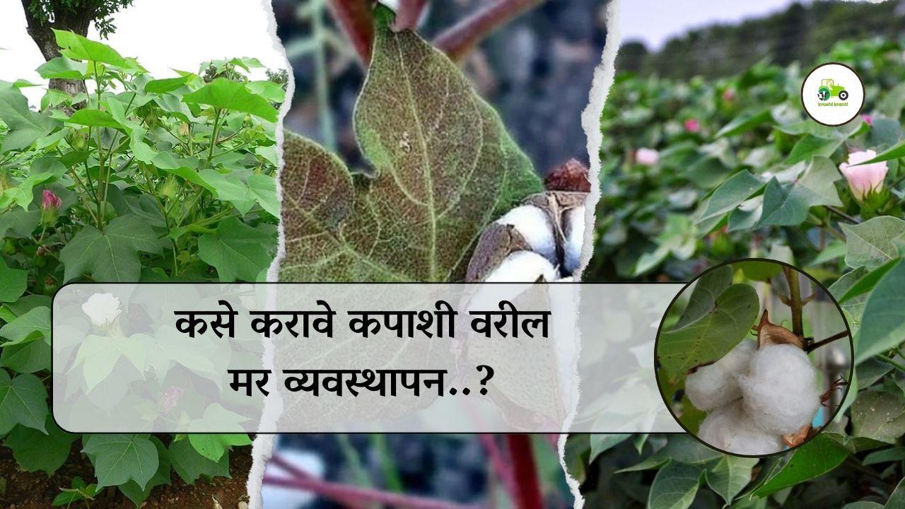 कपाशी वरील मर व्यवस्थापन