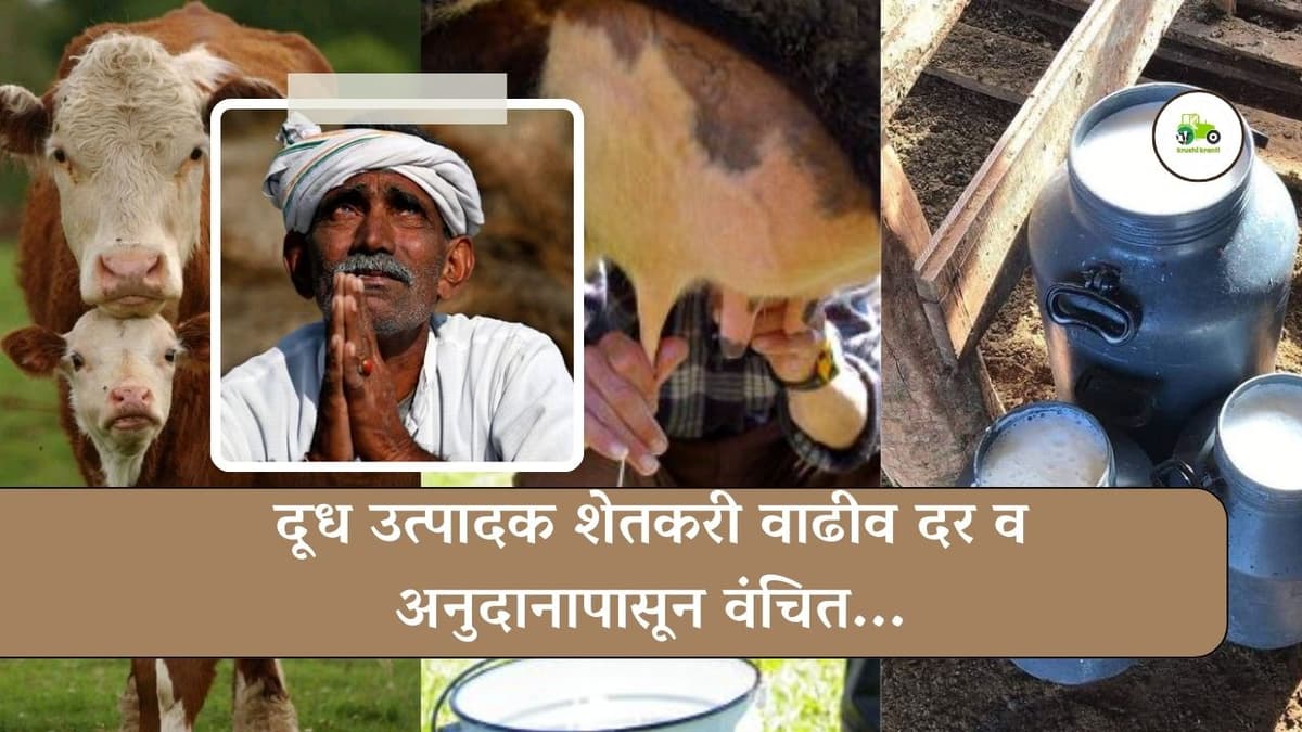 दूध उत्पादक शेतकरी वाढीव दर व अनुदानापासून वंचित...