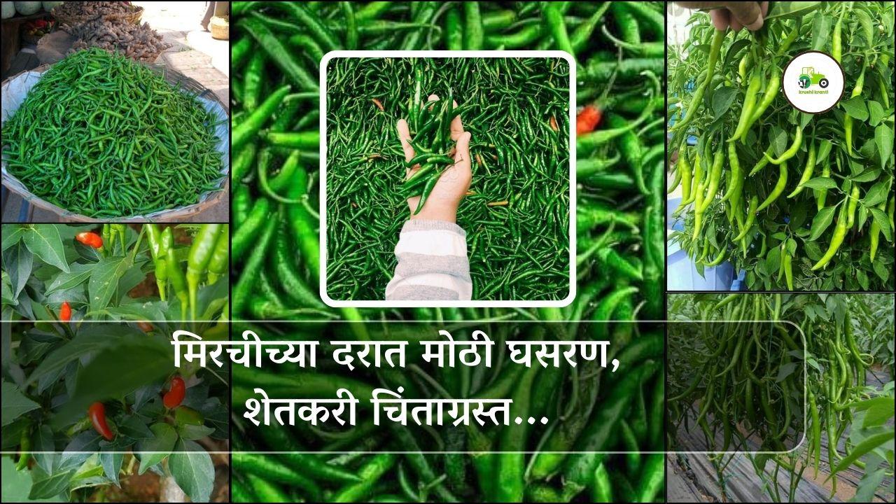 मिरचीच्या दरात मोठी घसरण, शेतकरी चिंताग्रस्त...