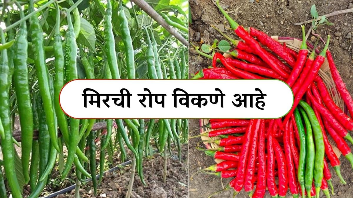 मिरची रोपे विकणे आहे